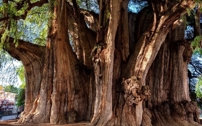 5 ‘siêu cây’ lớn nhất Trái Đất: Một cây nặng 2.800 tấn, cây còn lại chiếm 8 mẫu Anh